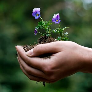 Istutamine hauaplatsile