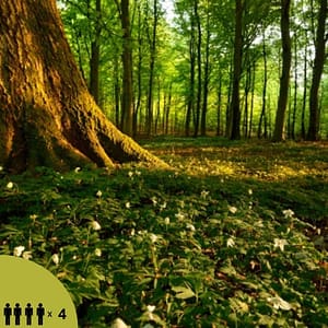 Hooajaline hauaplatsi hooldamine 3 kuni 4 kohta (4 x aastas)