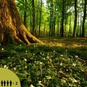 Hooajaline hauaplatsi hooldamine 3 kuni 4 kohta (2 x aastas)